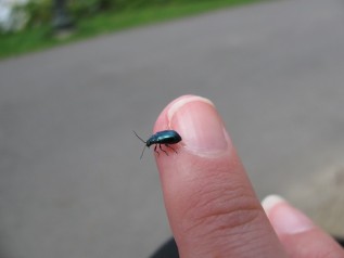 Funny Selfies Blue Beetle