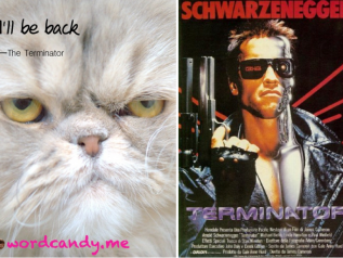 Celebrity Humor Arnold Terminator and Funny Cat pictures