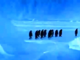 funny penguins video